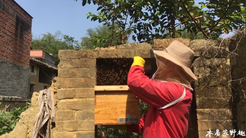 【木易苏野趣】家里蜜蜂分蜂了